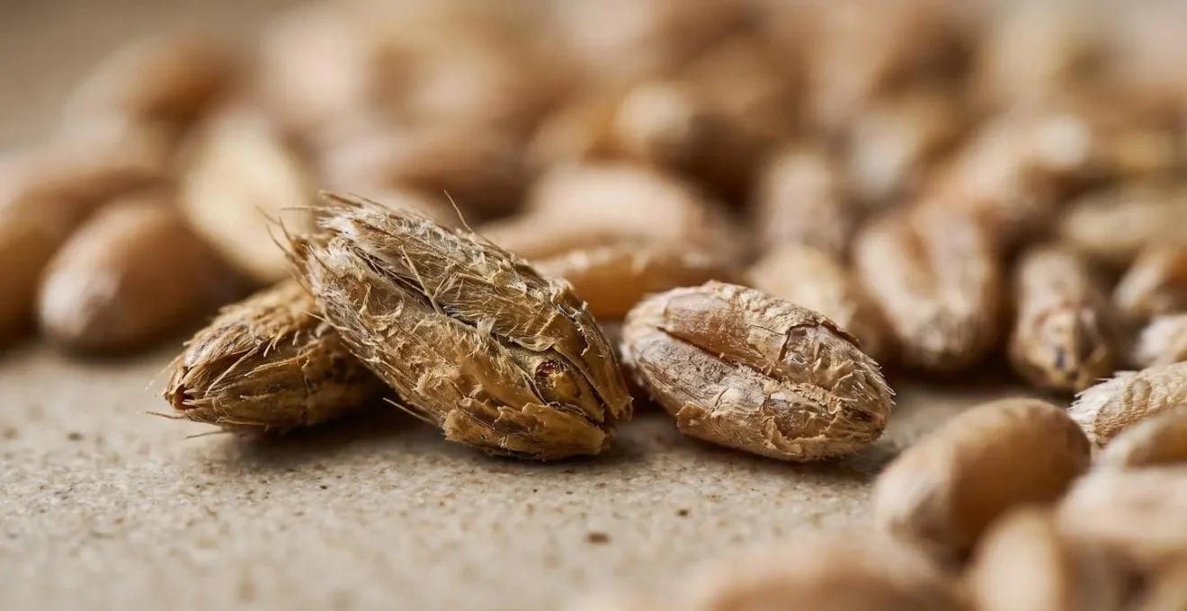 Microscopic close-up showing the textural detail of fiber-rich whole grains with natural bacterial fermentation elements